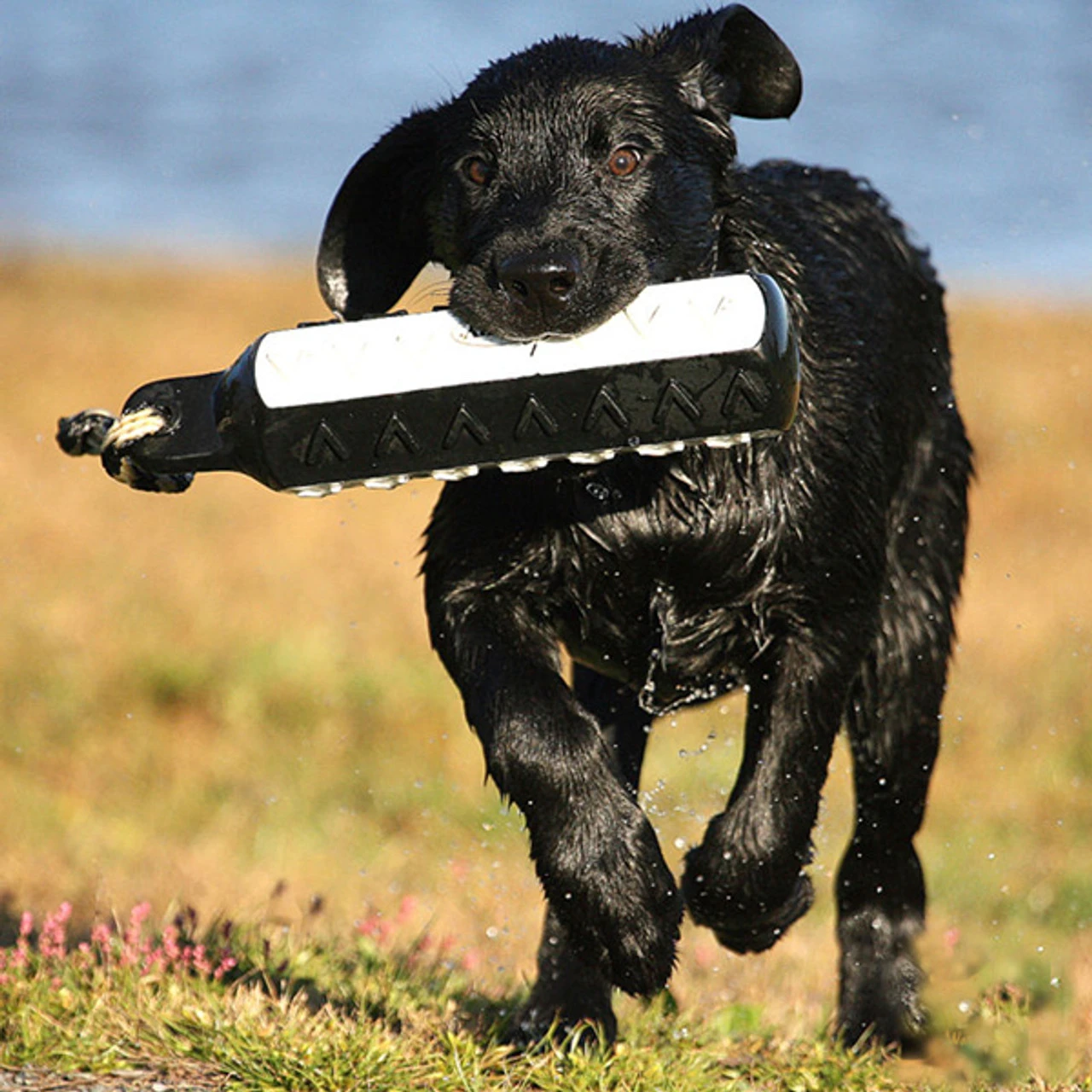 AVERY 2in HexaBumper - Image 2