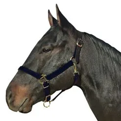 INTREPID INTERNATIONAL Poly With Leather Crown Halter
