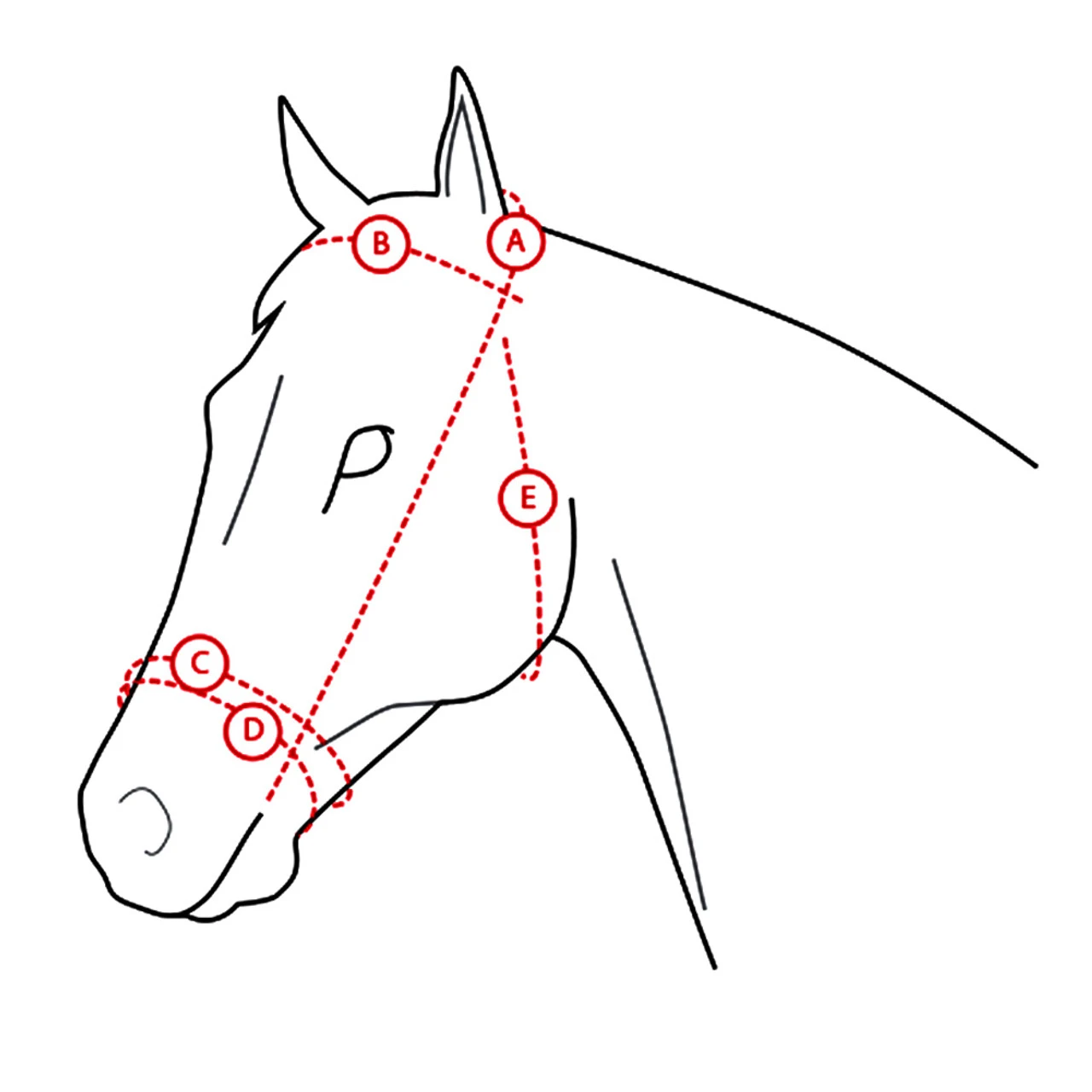 HORZE Venice Snaffle Bridle - Image 3