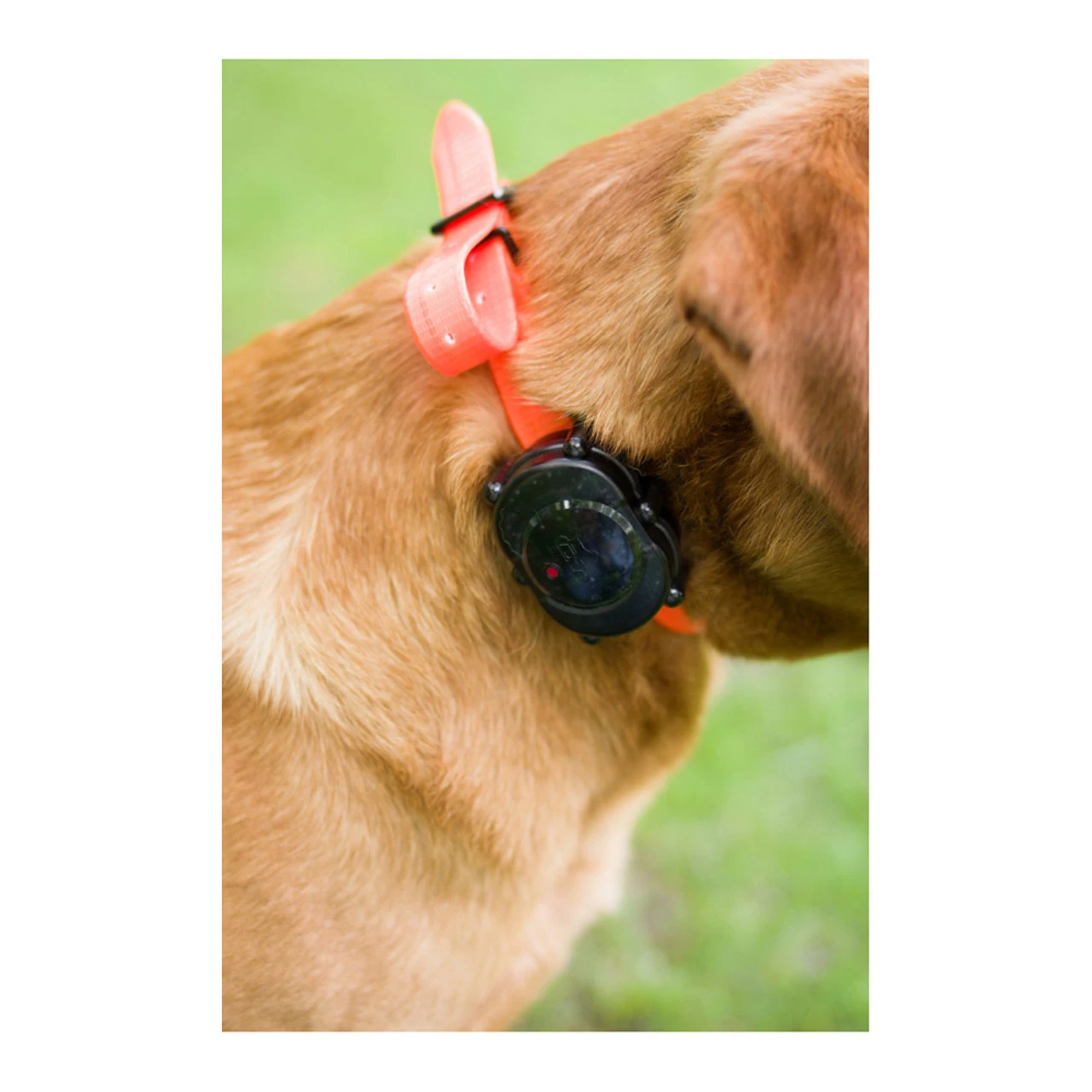 DT SYSTEMS IDT Plus Add-On Or Replacement Collar Receiver - Image 5