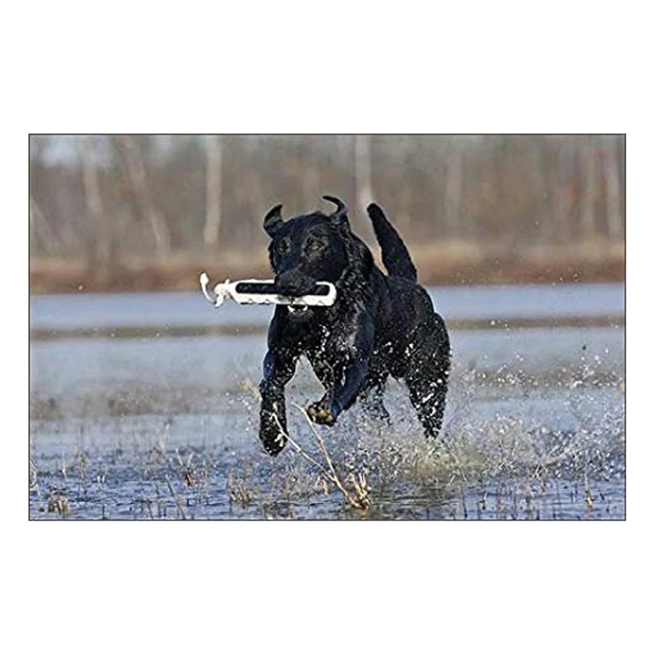 AVERY 2in HexaBumper - Image 3